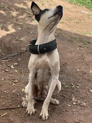 1+ year Female Purebred American Pit Bull Terrier