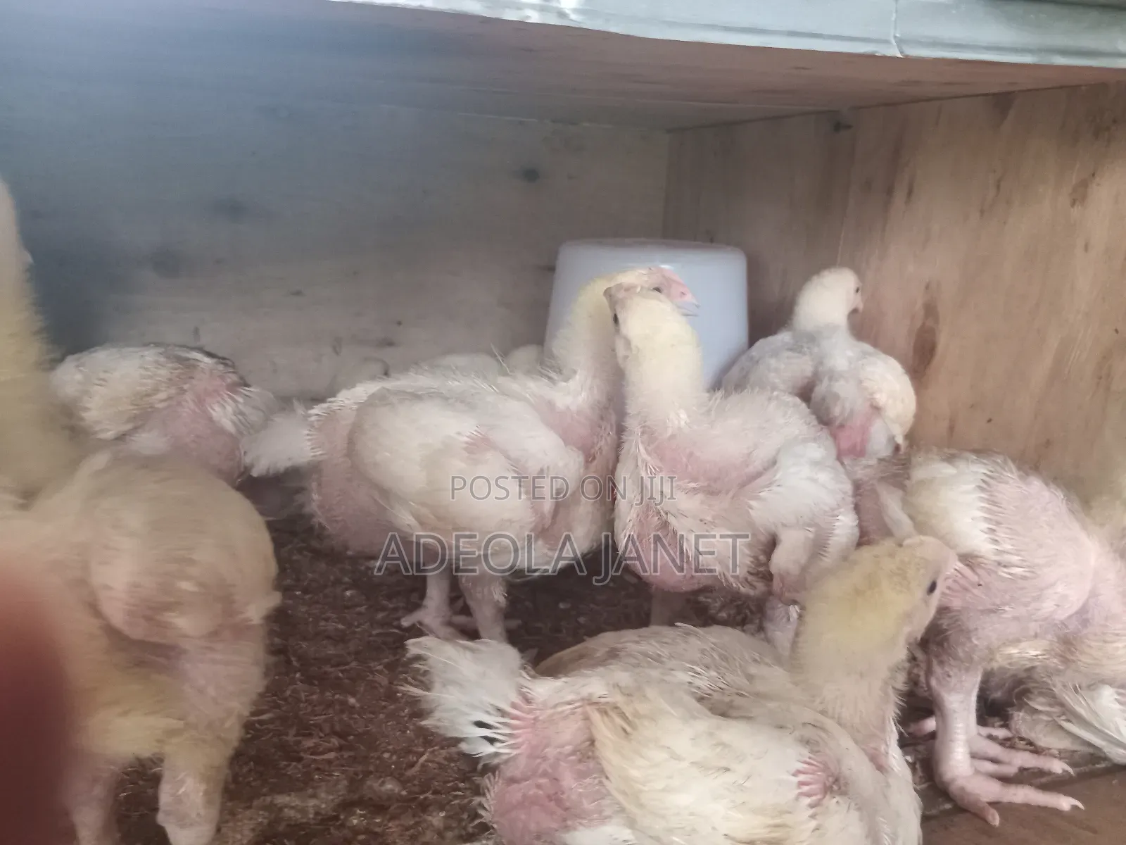 3 Weeks Broiler