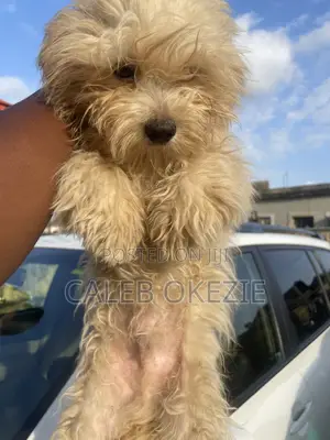 6-12 months Male Purebred Lhasa Apso