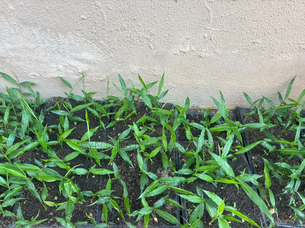 Ginger Seedlings
