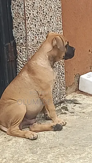 1-3 months Male Purebred Boerboel