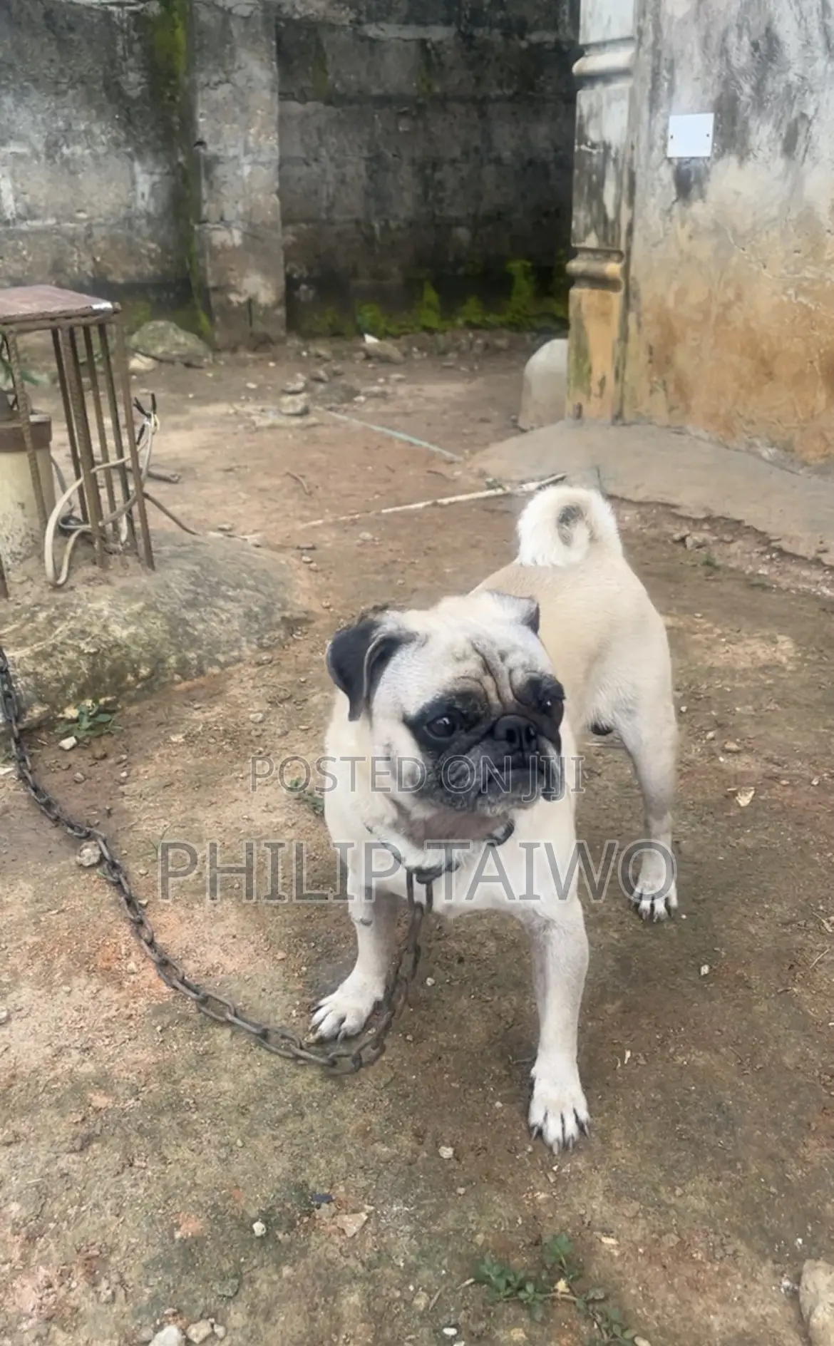 Pug For Mating