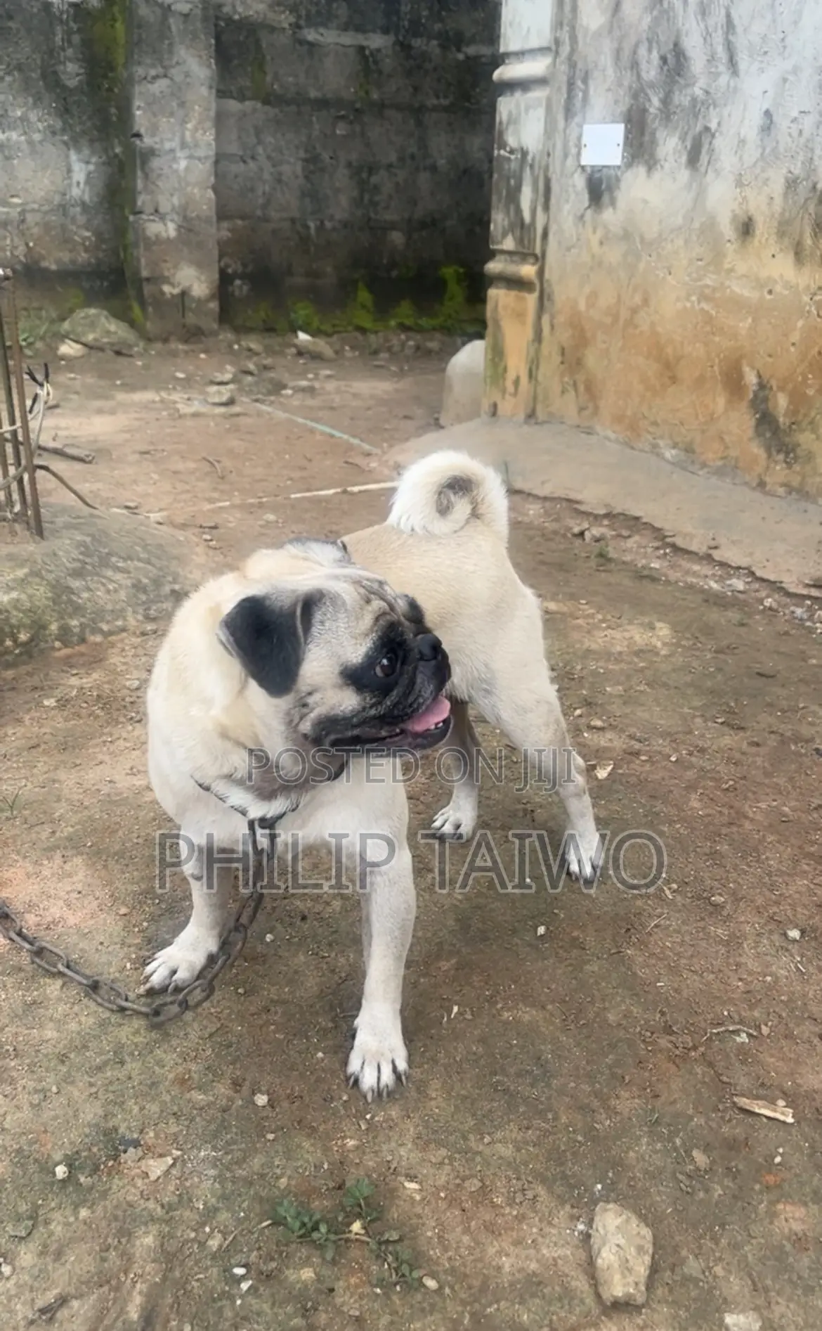 Pug For Mating