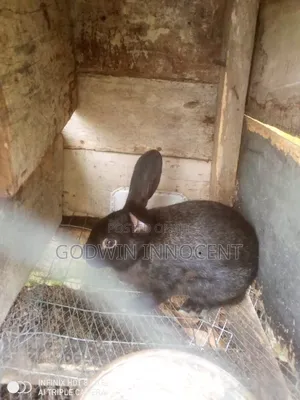 I Sale Rabbit