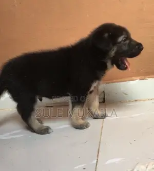 1-3 months Male Purebred German Shepherd