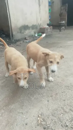 1-3 months Female Mixed Breed Dog