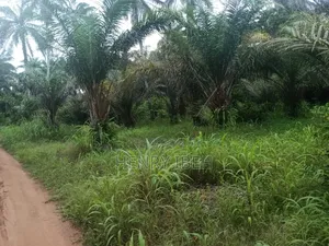 2 Plot of Land at Igbo Etche. I'm Selling Because I Need Money