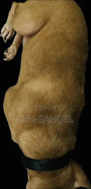 1+ year Male Mixed Breed Mongrel (No Breed)