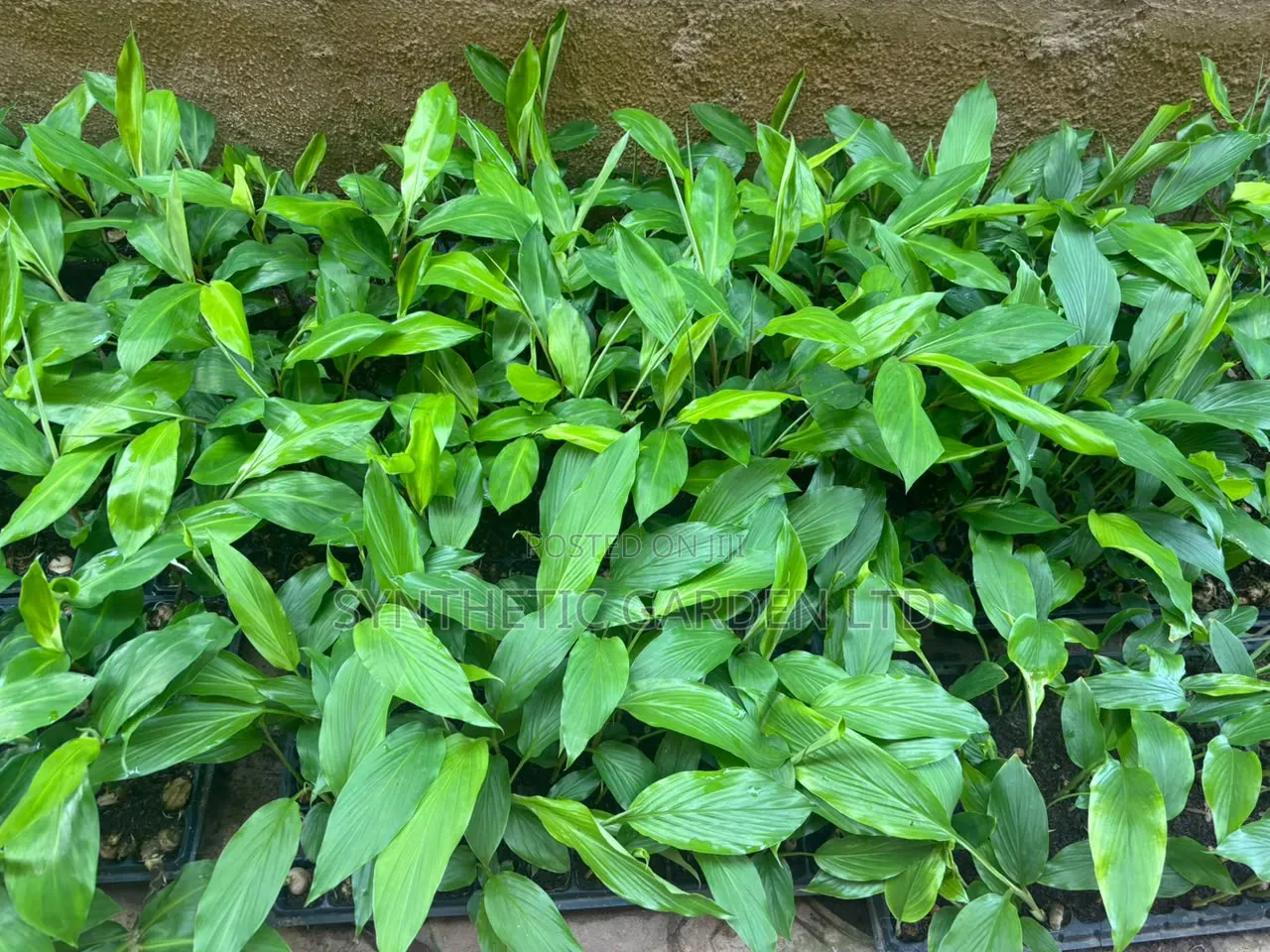 Organic Tumeric Seedlings