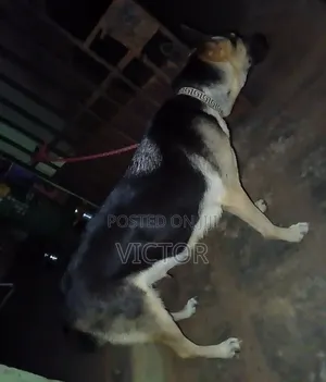 1+ year Female Purebred German Shepherd