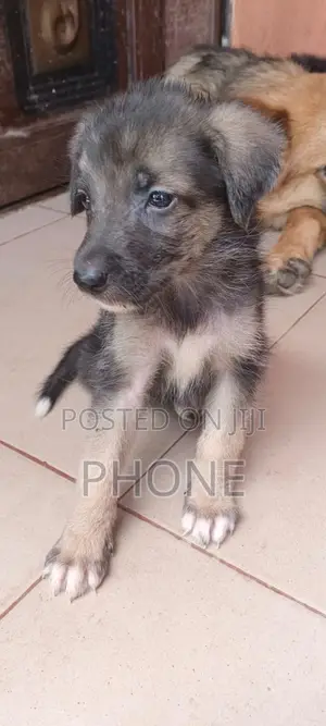 0-1 month Female Purebred German Shepherd