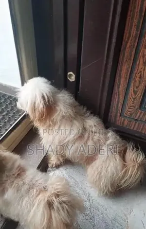 1-3 months Female Purebred Lhasa Apso