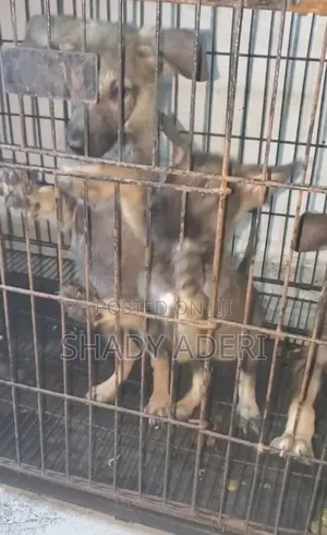 1-3 months Female Purebred German Shepherd