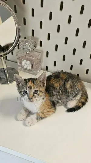 1-3 months Male Purebred American Shorthair