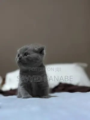 1-3 months Male Purebred British Shorthair