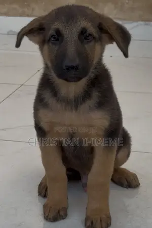 3-6 months Male Purebred German Shepherd