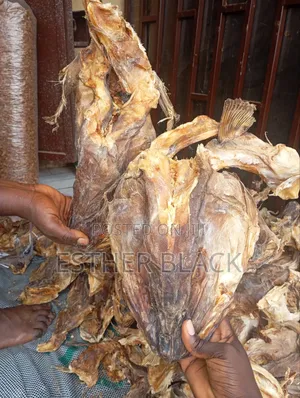 Apama Stockfish Head