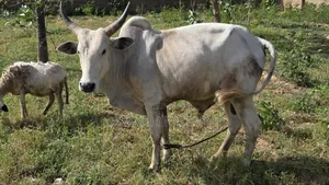Healthy Male Cow