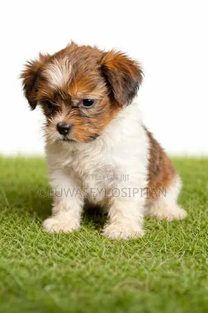 1-3 months Female Purebred Lhasa Apso