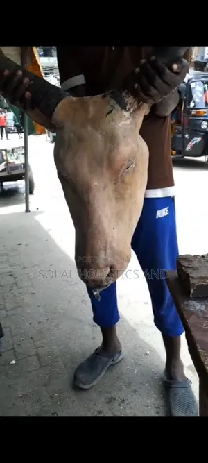 Full Cow's Head With Tongue