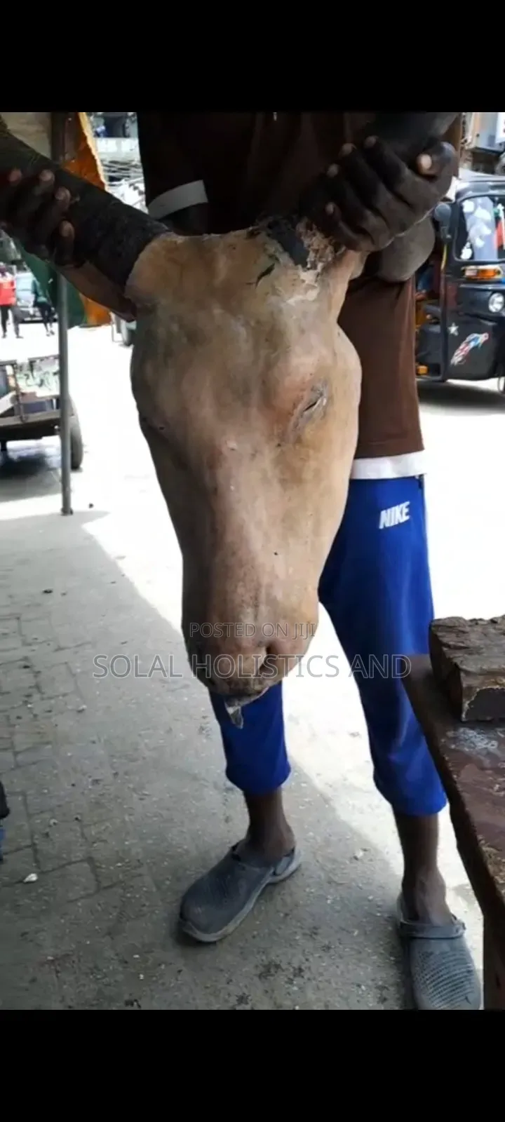 Full Cow's Head With Tongue