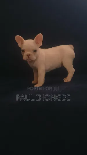 1-3 months Female Purebred French Bulldog