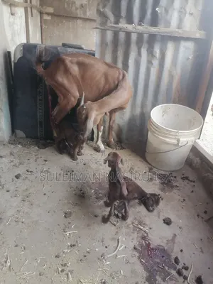 Tall She-Goat