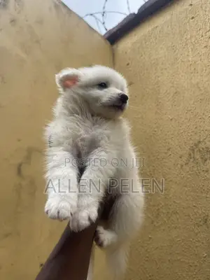 1-3 months Female Purebred American Eskimo