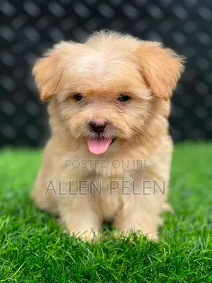 1-3 months Female Purebred Lhasa Apso