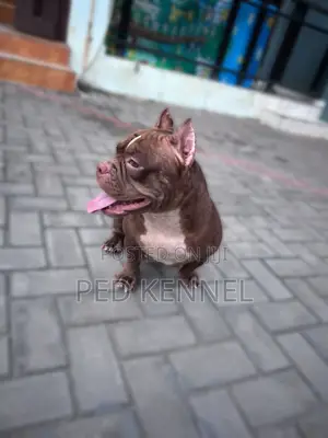 1+ year Female Purebred American Bully