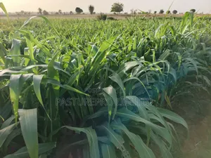 Dwarf Sorghum