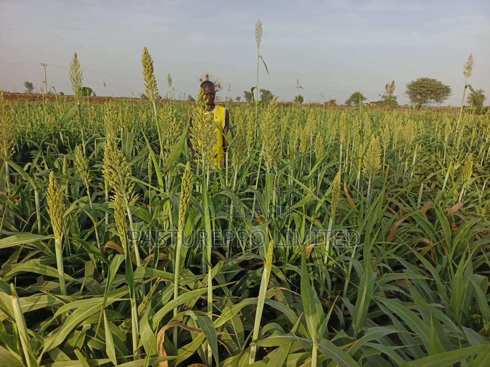 Dwarf Sorghum