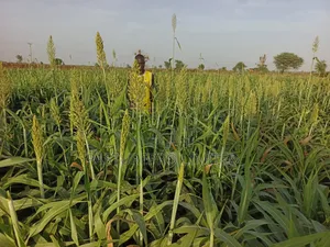 Dwarf Sorghum