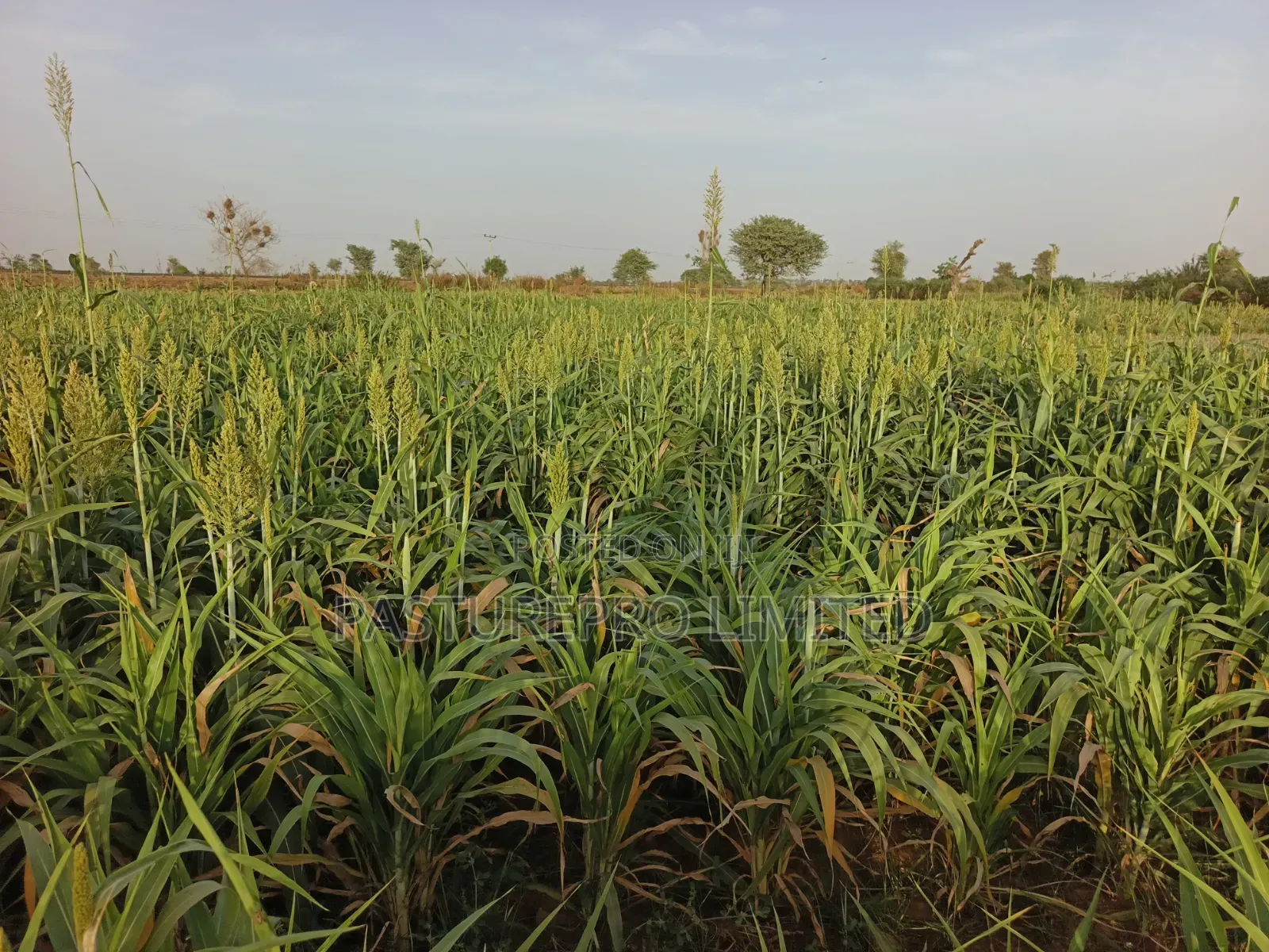 Dwarf Sorghum