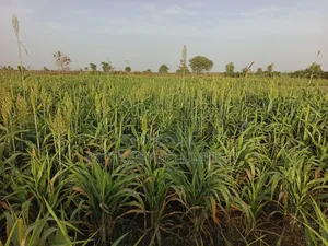 Dwarf Sorghum
