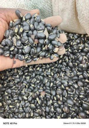 Mucuna Seeds