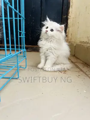 1-3 months Female Purebred Persian