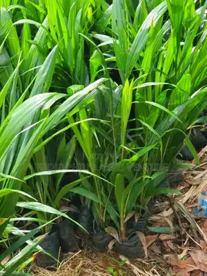 Hybrid Tenera Palm Seedlings. Malaysia Supergen Palm Seedlings