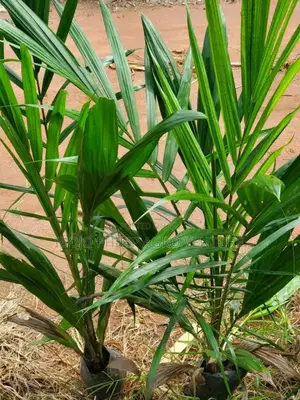 Hybrid Malaysia Palm Seedlings, Coconut Seedlings
