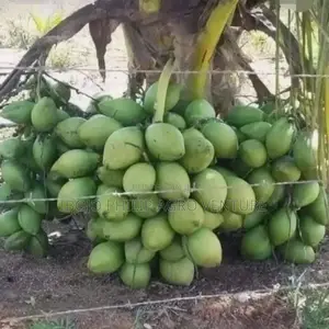 Hybrid Coconut Seedlings, Hybrid Tenera Palm Seedling