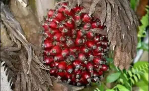 Hybrid Malaysia Supergen Palm Seedling and Sprouted Seeds