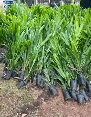 Hybrid Tenera Palm Seedlings, Sprouted Seeds