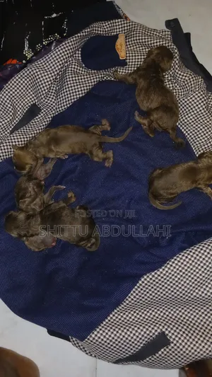 0-1 month Male Mixed Breed Doberman Pinscher