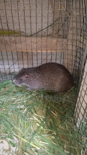 4 Month Pregnant Grasscutter for Sale