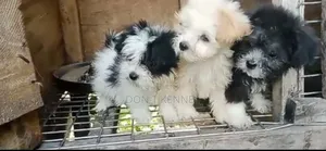 1-3 months Female Purebred Lhasa Apso