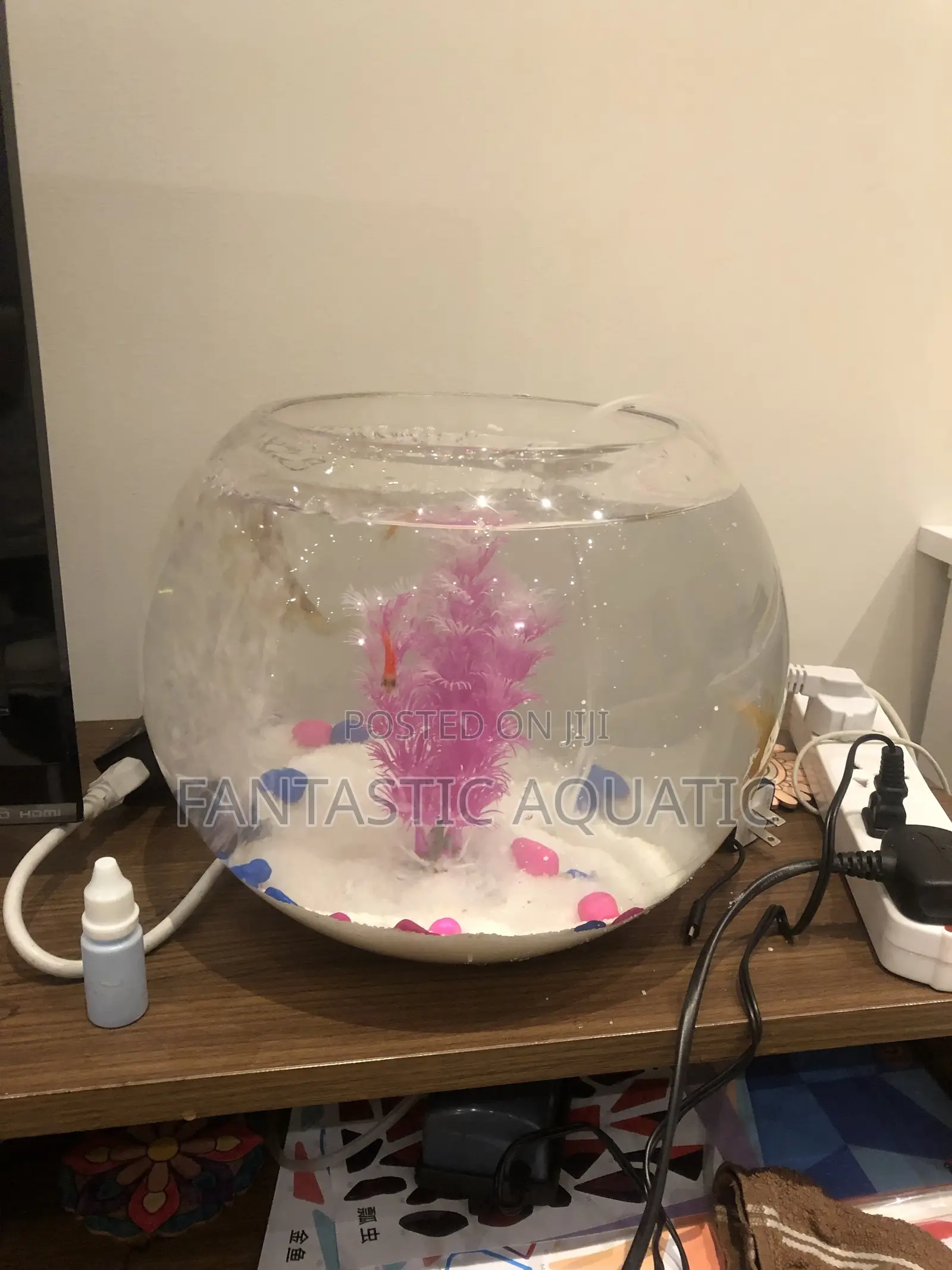 Large Fishbowl Kit With 2 Big Fishes