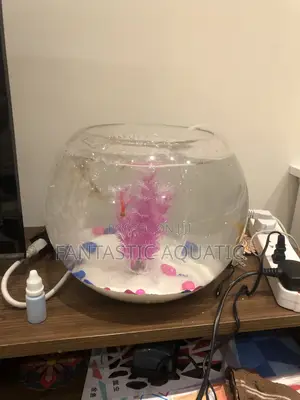Large Fishbowl Kit With 2 Big Fishes