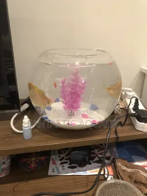 Large Fishbowl Kit With 2 Big Fishes