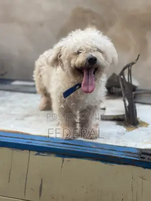 1+ year Male Purebred Lhasa Apso