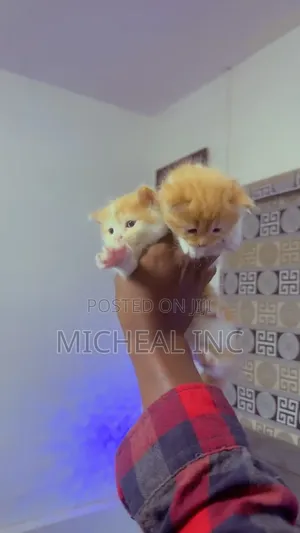 1-3 months Female Purebred Turkish Angora